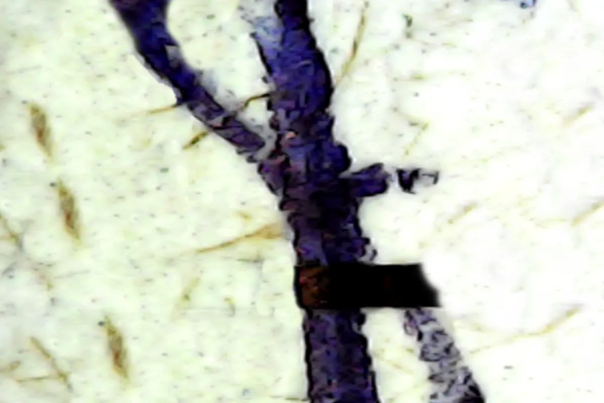Fragmento ampliado para análise documentoscópica